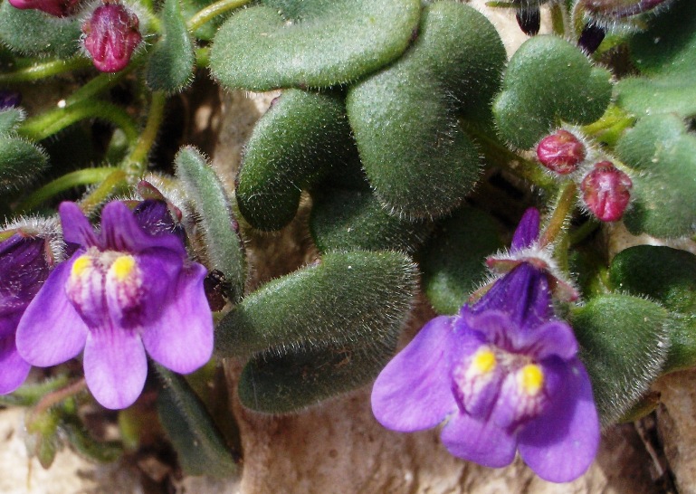 Cymbalaria sp. (C. pallida) a Campo Staffi